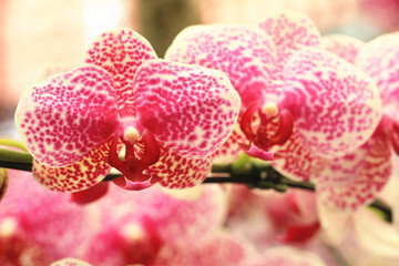 Phalaenopsis,Moth Orchid flowers blooming in the garden