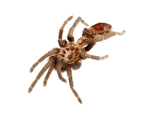 Shed Exoskeleton from Tarantula