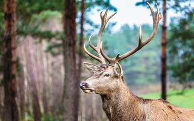 Red deer stag in autumn fall forest