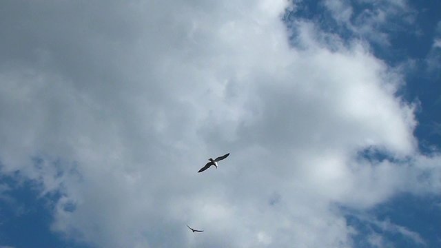 Seagull in blue clouds.