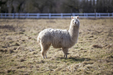 Fototapeta premium Petit lama