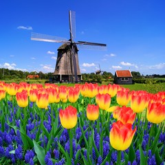 Colorful spring flowers with classic windmill, Netherlands