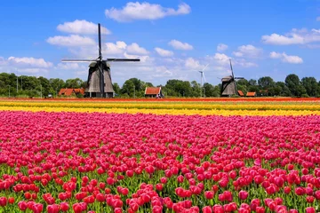 Foto op Aluminium Kleurrijke lentetulpen met traditionele windmolens, Nederland © Jenifoto