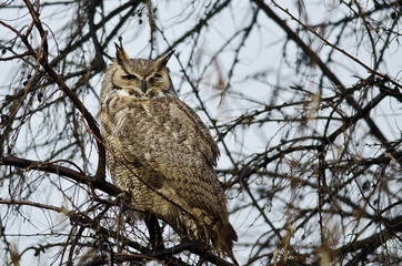Great Horned Owl Perched in a Tree