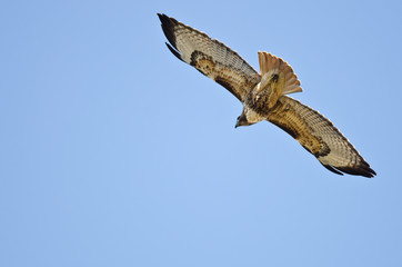 Red-Tail Hawk Flying in a Blue Sky