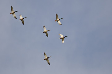 Flock of Mallard Ducks Flying in a Blue Sky