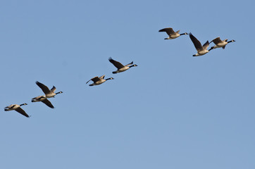 Flock of Canada Geese Flying in a Blue Sky