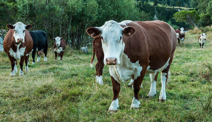 Fototapeta na wymiar White Head Cattle