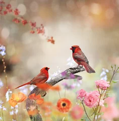 Tuinposter Noordelijke Kardinalen © SunnyS