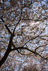 Flowering Tree