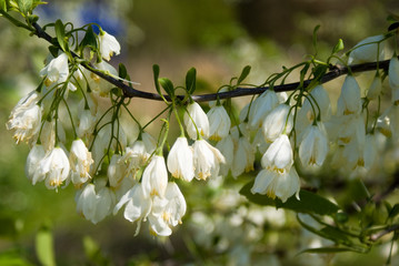 Flowering Tree