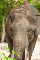 Elephant close -up
