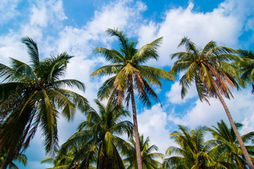 Coconut trees with blue sky background.