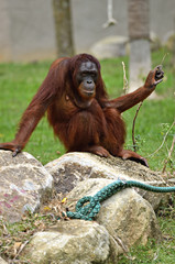 Orangutan..