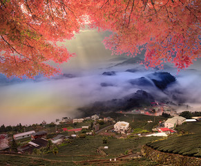 image of beautiful maple place