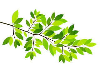 葉　新緑　背景