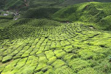 Cameron Highland, Malaysia..