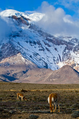 Chimborazo volcano in andean Ecuador