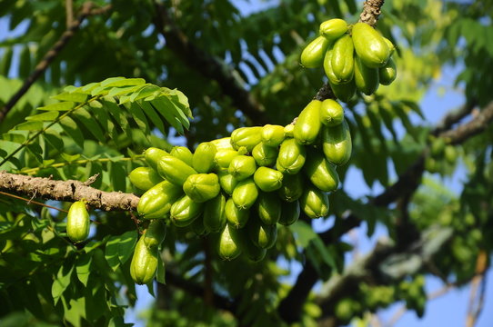 Averrhoa bilimbi of Belimbing Buluh