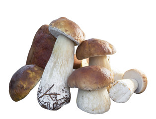 Harvested wild porcini mushrooms on wood suface