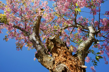 Spring flower, beautiful nature, abstract background