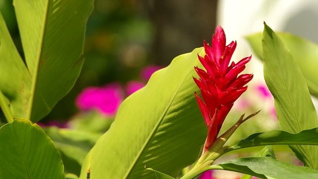 Red Ginger flower flower and the leafs moving with wind
