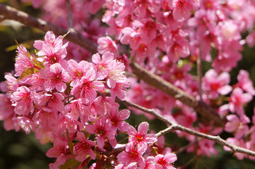 Spring flower, beautiful nature, abstract background
