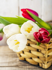 Obraz na płótnie Canvas Tulip flowers in white basket