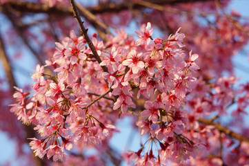 Spring flower, beautiful nature, abstract background
