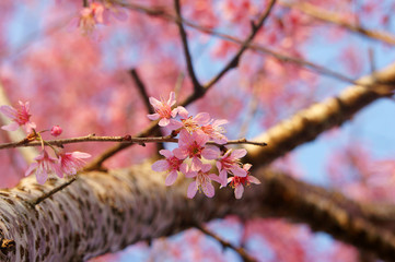 Spring flower, beautiful nature, abstract background