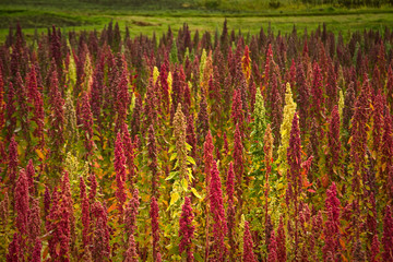 Quinoa plantations in Chimborazo, Ecuador