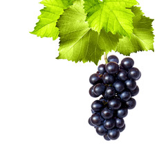 Freigestellte Trauben mit Weinblättern