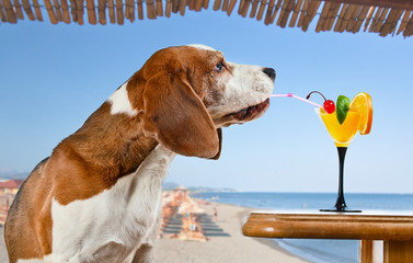 beagle and cocktail