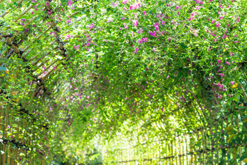 The tunnel of lespedeza