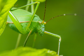 strange grasshopper