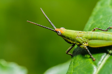  green grasshopper on grass leaf