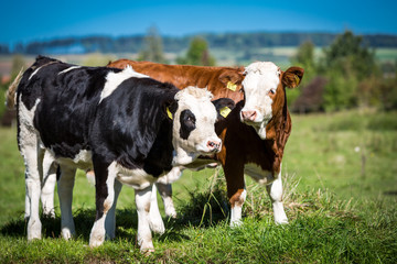 K&auml;lber auf der Weide