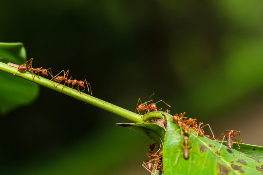 Red Ants Teamwork