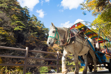 Sightseeing carriage in Mitake valley