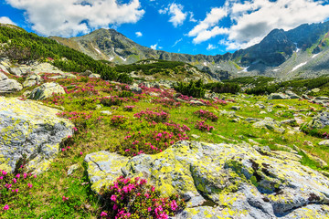 Stunning pink rhododendron flowers in the valley,Retezat,Romania