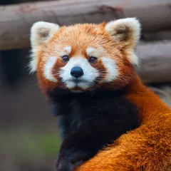 Tableaux ronds sur aluminium Panda Ours panda roux