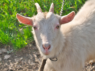 Obraz premium Goat
