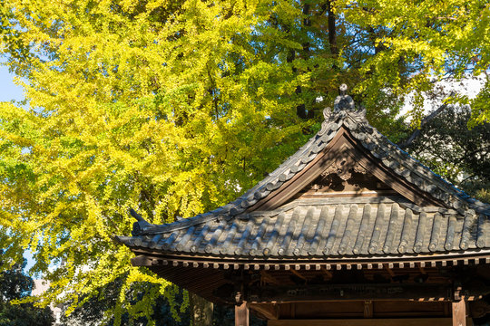 A roof of the Japanese house and ginkgo