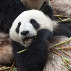 Fototapeta premium Panda bear eating bamboo