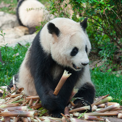 Obraz premium Panda bear eating bamboo