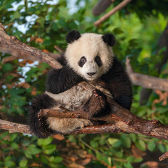 Fototapeta premium Panda bear climbing tree