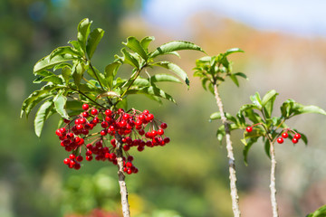 Fruit of the spearflower