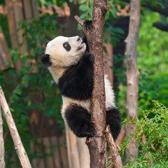 Panda bear climbing tree