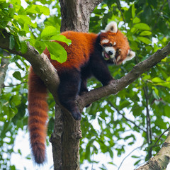 Red panda bear climbing tree - 79380375