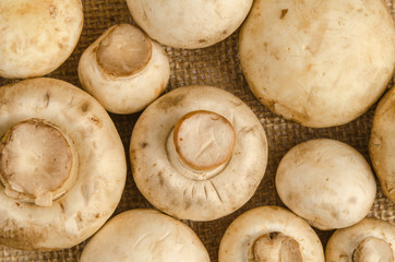 Mushroom